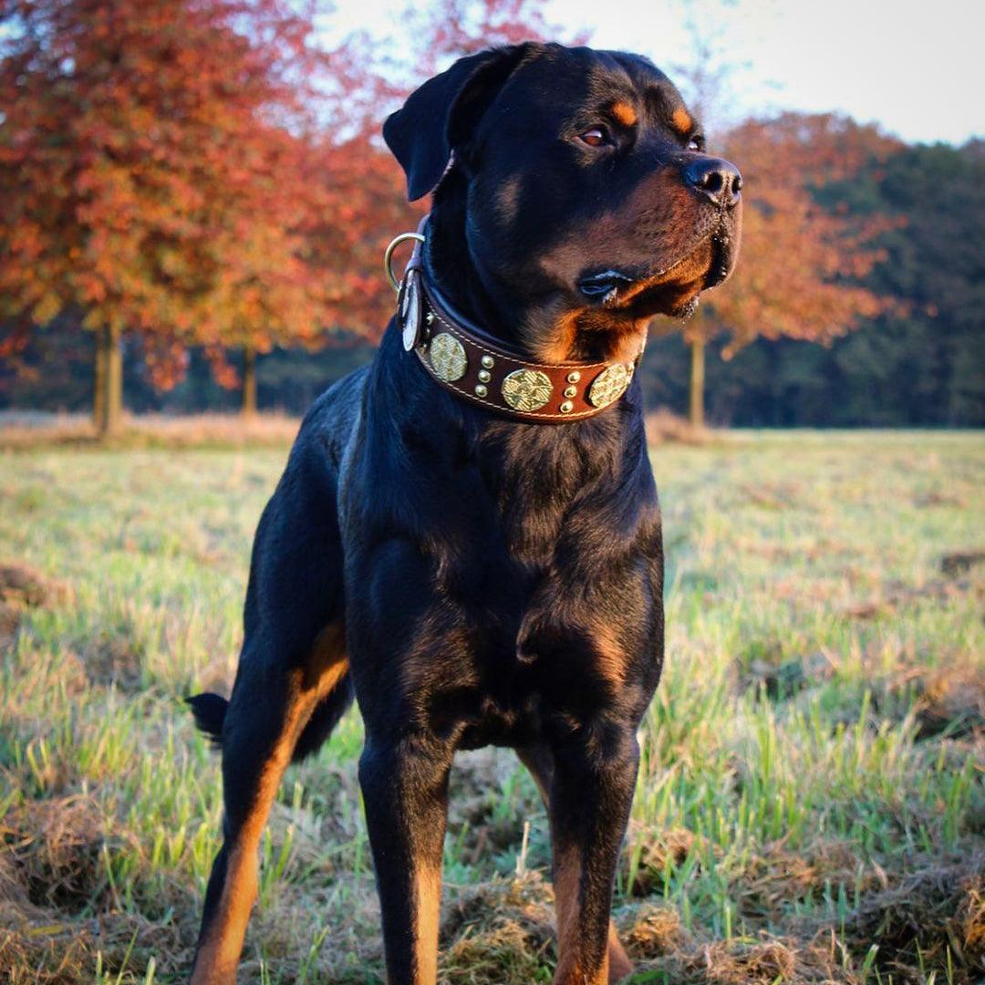 The "Maximus" collar 2.5 inch wide brown & gold-4