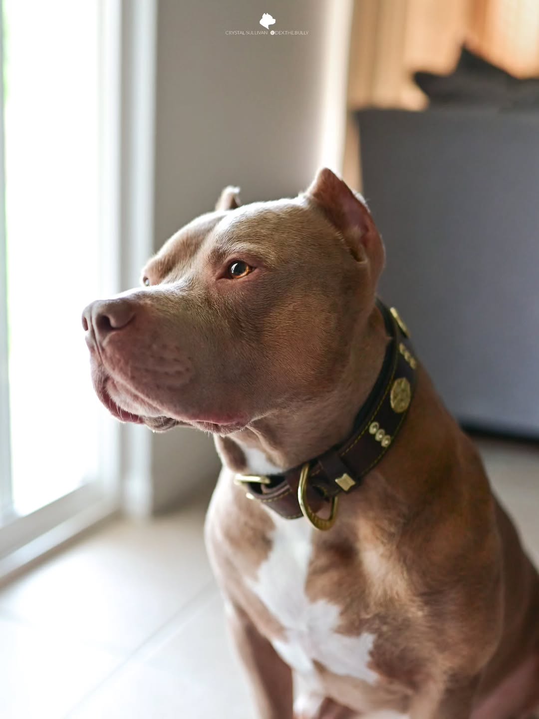 The "Maximus" collar 2.5 inch wide brown & gold-1